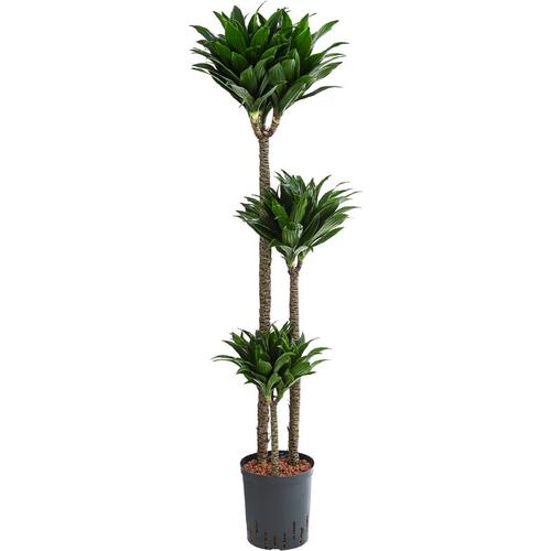 Drachenbaum, in Hydrokultur, mehrstämmig, ca. 135 cm, Ø Topf 18 cm, Zimmerpflanze - Dehner