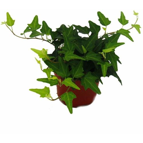 Exotenherz - Efeu - Hedera - 9cm Topf - Zimmerpflanze