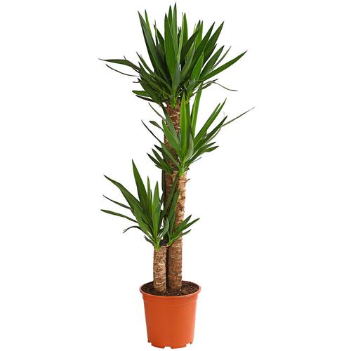 Dehner - Yucca-Palme, dreitriebig, ca. 120-140 cm, ø Topf 24 cm, Zimmerpalme