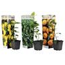 Plant In A Box - Citrus Mix - Set de 3 - Citron, citron vert, orange - ⌀9cm - Hauteur 25-40cm