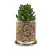 Primrue Succulent In Small Glass Candle Jar Glass/Plastic | 6 H x 3.5 W x 3.5 D in | Wayfair B7E61CAA0A054601B17D99C1FEE7B79A