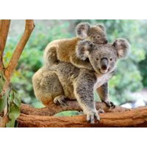 Ravensburger Kinderpuzzle - 12945 Koalafamilie - Tier-Puzzle für Kinder ab 8 Jahren, mit 200 Teilen im XXL-Format