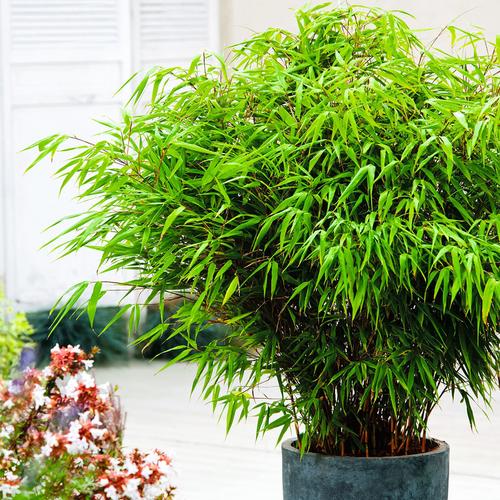 Garten-Bambus Rufa Im Ca. 18 Cm-Topf