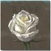 Darren Gygi Home Collection White Rose Giclee by Darren Gygi - Wrapped Canvas Painting Canvas | 5 H x 5 W x 1 D in | Wayfair 140-Z-0505