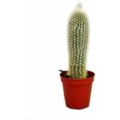 Cleistocactus strausii - Silberkerze - im 5,5cm Topf