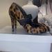 Jessica Simpson Shoes | Jessica Simpson Sacha Shoe Size 8, Cow Hide Leopard Print. Some Wear On The Back | Color: Black | Size: 8