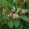 Pépinières Naudet - Chèvrefeuille de 'Henryi' (Lonicera 'Henryi')