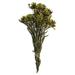 Primrue 8-20" Plumosum, Female 8 flower heads per bundle, Preserved | 8 H x 10 W x 10 D in | Wayfair 43D6B8F76B9041168900FBA32AC3C2A5