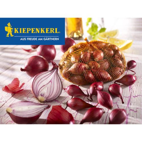 Steckzwiebel Rote Piroska (250 g) | Steckzwiebeln von Kiepenkerl