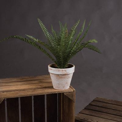 Home Accessories Potted Fern