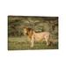 East Urban Home Africa, Tanzania, Ngorongoro Conservation Area. Male Lion in Profile by Jaynes Gallery - Wrapped Canvas Photograph Canvas | Wayfair