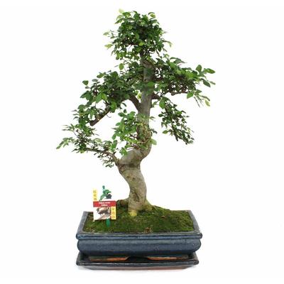 Bonsai Chinesische Ulme - Ulmus parviflora - ca. 12-15 Jahre