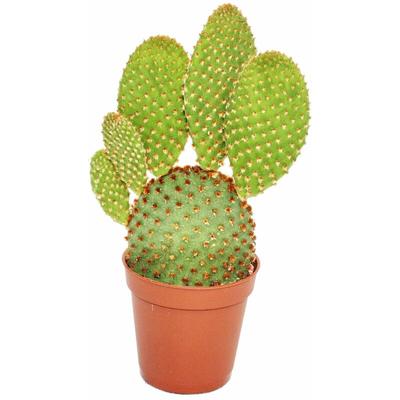 Opuntia microdasys rufida - rotbraunstachliger Ohrenkaktus - im 5,5cm Topf