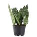 Costa Farms Live Snake Plant in Nursery Pot | 14 H x 7 D in | Wayfair CO.SL07.4D.GP