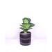Upshining Live Fiddle Leaf Fig w/ 8" Ceramic Planter Pot | 10 H x 8 D in | Wayfair 6F-CMbs