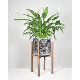 Upshining Live Plant Peace Lily w/ Mid Century Modern Ceramic Planter Pot 10" Black Marble w/ Wood Stands Natural in Brown | Wayfair 6PL-PCLRbmD