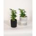 Upshining Live Plant Parlor Palm w/ Ceramic Planter Pots 5" Gray/6" White in Gray/Black | 9 H x 5 D in | Wayfair 2PM-CDbCSg