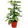 Strahlenaralie - Schefflera - weiss-grünlaubig - 12cm Topf - Zimmerpflanze - ca. 40-45cm hoch