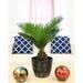 Costa Farms Sago Palm Tree in Nursery Pot | 15 H x 8 D in | Wayfair CO.RV06.4D.GP