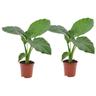 Plant In A Box - Alocasia Macrorrhiza - Set de 2 - Pot 17cm - Hauteur 60-70cm - Vert