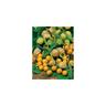 COQUERET DU PEROU PHYSALIS - Graines - 0.5 G