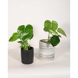 Upshining Live Plant Monstera w/ Ceramic Planter Pots 5" White/6" Gray in Gray/Black | 8 H x 5 D in | Wayfair 4M-CDbCSg