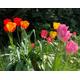 Mixed Tulip Bulbs In Pots Of Ten (Free UK Postage)