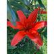 Lilium asiatic 'Red Night' Bulbs (Red Tiger Lily) (To Plant Yourself) Free UK Postage