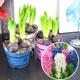Hyacinth (3 Bulbs in a Pot) Pink Blue White Colour in 12cm Pot Size