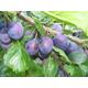 3 x damson seeds, wild plum (prunus domestica)