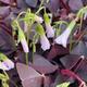 20 x Oxalis Triangularis purpurea bulbs. .Purple Butterfly Plant Easy Houseplant Garden Plant Purple Foliage - Very Easy to Grow, Shamrock