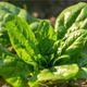 Vegetable Plants - Spinach 'Renegade' - 12 x Plug Plant Pack