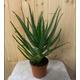 Spikey Aloe Vera Aborescens- 12cm pot.