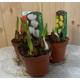 Lovely Mixed Tulips x3 in 9cm pots