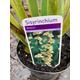 Sisyrinchium striata or Pale Yellow-Eyed Grass Plants (9cm Dia Pots) Free UK Postage
