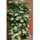 White Flowering Climbing Hydrangea (One Litre Pot Approx 60 cm Tall) Free UK Postage