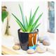 Evergreen Plants In Self Watering Ceramic Pot Natural House Indoor Other Office