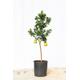 Chinotto Citrus Tree 80-100cm 5L