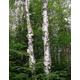 50 x paper birch tree seeds (betula papyrifera) Grow as a single tree or as a small forest! A small leafed deciduous tree.