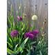 20 Mixed Alliums Bulbs Ornamental Varieties (Free Postage UK)