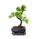 Bonsai Tree, Chinese Elm, 20-25cmTall With ceramic tray