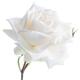 Queen Elizabeth Celebration Rose Plant - Floribunda - 'Iceberg' - 1 x Full Plant in 5L Pot - Garden Ready - Premium Quality Plants