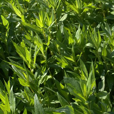 Freudenberger - Ramtillkraut Guizotia abyssinica 10 kg Gingellikraut Zwischenfrucht Gründünger Image