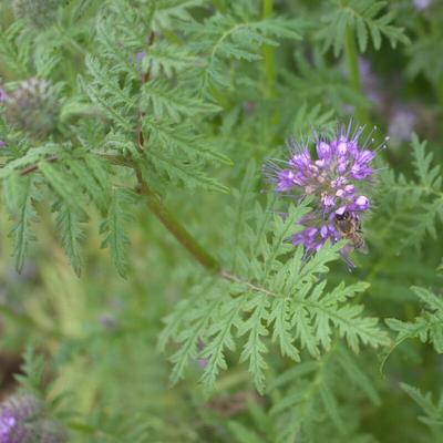 Phacelia tanacetifolia 1 kg Bienenweide Bienentrachtpflanze Gründünger Image