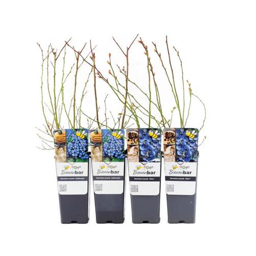 Blaubeerpflanzen, 4er-Set