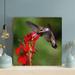 Gracie Oaks Brown Humming Bird Flying Near Red Flowers - 1 Piece Rectangle Graphic Art Print On Wrapped Canvas in Black/Green/Red | Wayfair