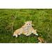 Hi-Line Gift Ltd. Couple Cat in White/Yellow | 6.42 H x 6.5 W x 12.2 D in | Wayfair 87757-01