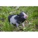 Hi-Line Gift Ltd. Baby Pig Standing in Black/Pink | 5.71 H x 2.95 W x 8.66 D in | Wayfair 87726-F