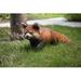 Hi-Line Gift Ltd. Red Panda Cub Walking in Brown | 8.66 H x 8.82 W x 22.83 D in | Wayfair 87656