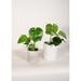 Upshining Live Plant Monstera w/ Ceramic Planter Pots 5" White/6" Gray in Gray/White | 8 H x 5 D in | Wayfair 4M-CDgCSw